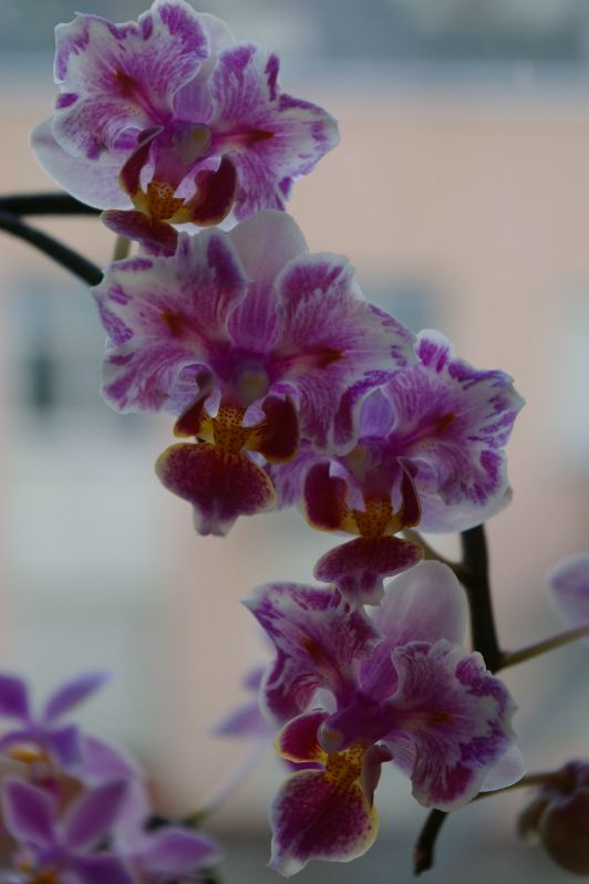 Phalaenopsis Be Tris x equestris