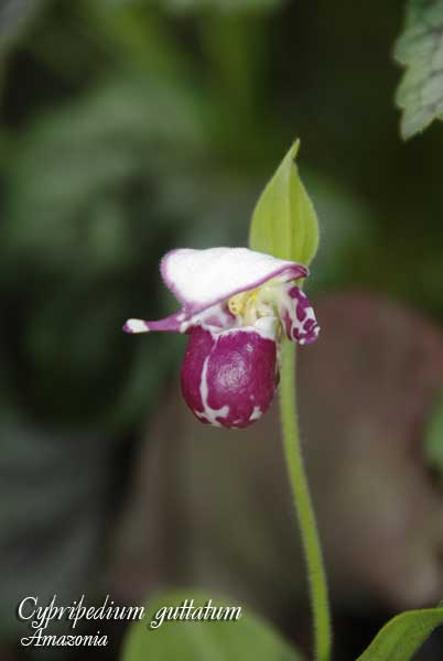 Cypripedium-guttatum1.jpg