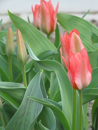 IMG_4623.JPG