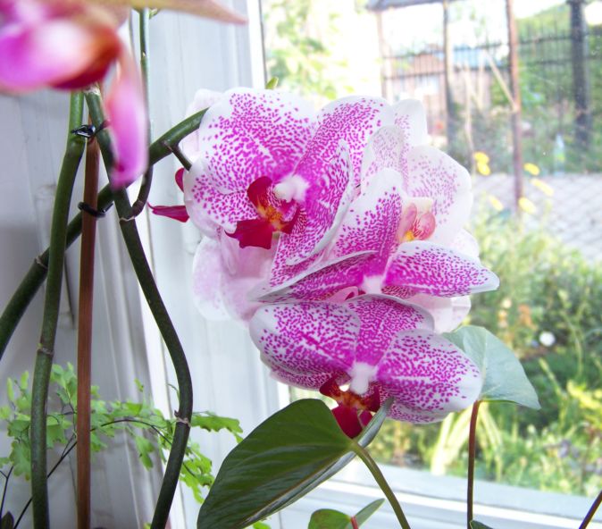 Phalaenopsis hybr.