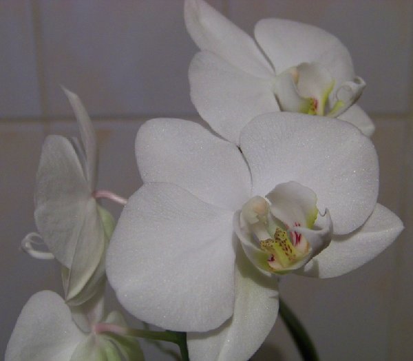 Phalaenopsis hybr.