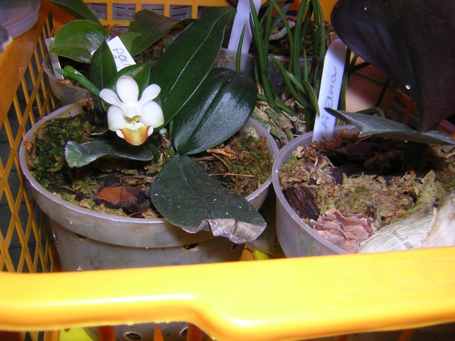 Фаленопсис париши лобби бровн