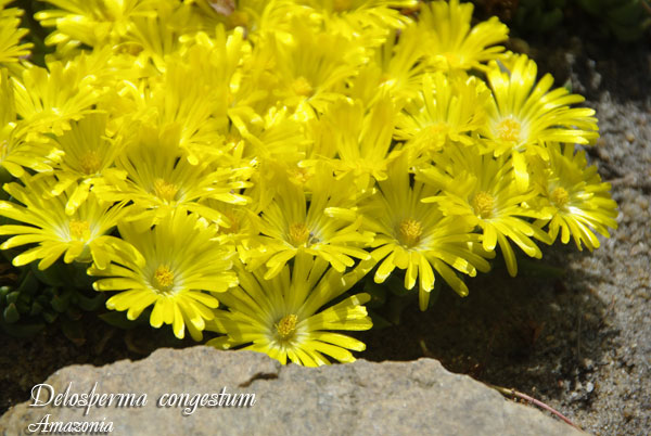 Delosperma-congestum3.jpg