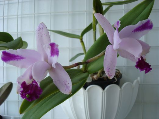 CATTLEYA MIVAGLOSSA PIERROT