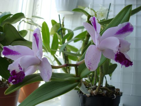 CATTLEYA MIVAGLOSSA PIERROT
