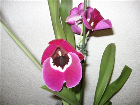 мильтонопсис