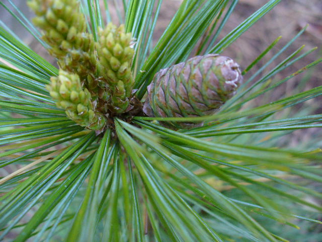 Pinus schwernii Wiethorst