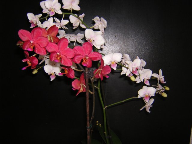 Не Монте Карло, но растит еще один цветонос, мое цветение.