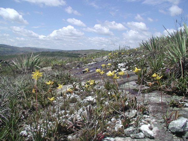 Habitat-L-briegeri.jpg