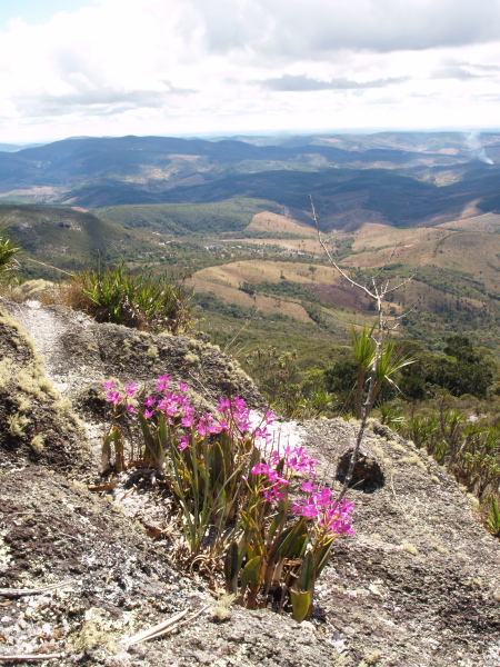 Habitat-L-crispata-0331.jpg