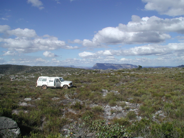 Habitat-rupicolous Laelias.jpg