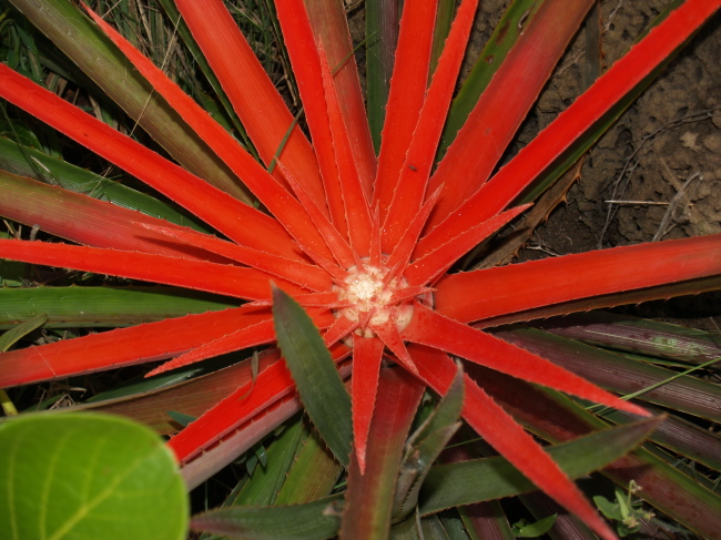 LR-Diamantina-2008-bromelia- 010.jpg