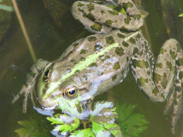 IMG_3470.jpg