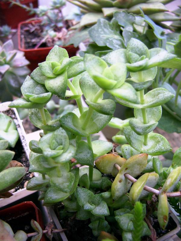 crassula_perforata-b.jpg