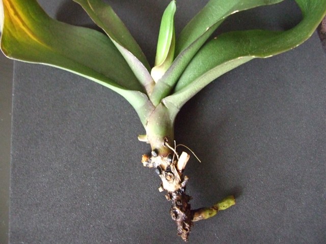 DSCF1709.jpg
