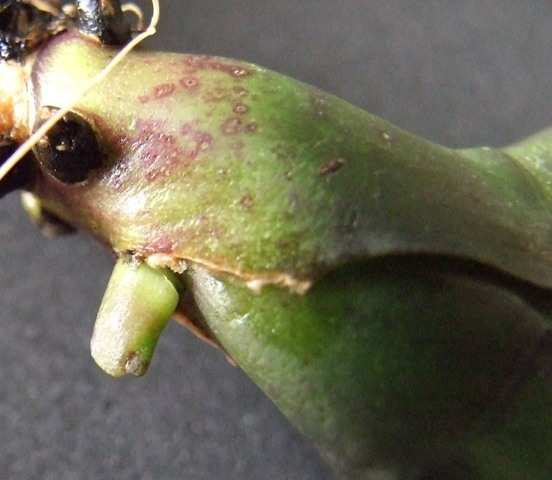 DSCF1711.jpg