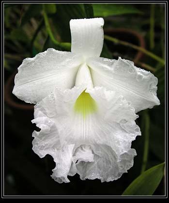 Sobralia_Mirabilis.jpg