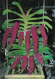 Rhy. Gigantea (Red)[TW_9011]$8.54.jpg