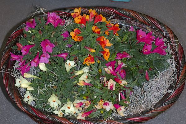 Basket of Den. cuthbertsonii and friends.jpg