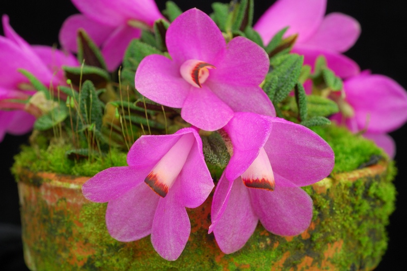 Dendrobium cuthbertsonii 'Pink Sky'.jpg