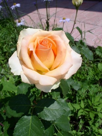 P10100031.JPG