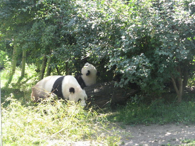 Панда папа и Панда мама, детеныша к сожалению не увидели