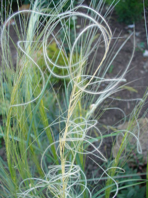 P1150054.JPG