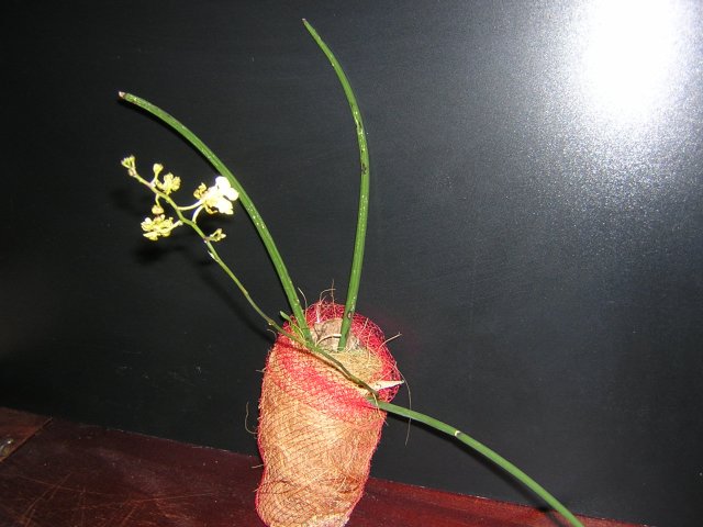 Онцидиум аскенденс