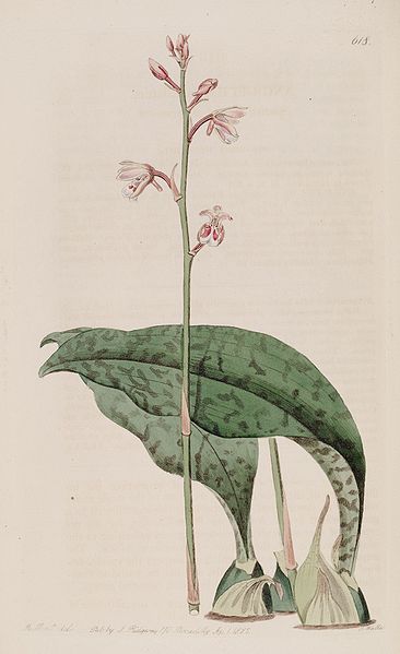 366px-Oeceoclades_maculata_(as_Angraecum_maculatum)_-_Bot._Reg._8_pl._618_(1822).jpg