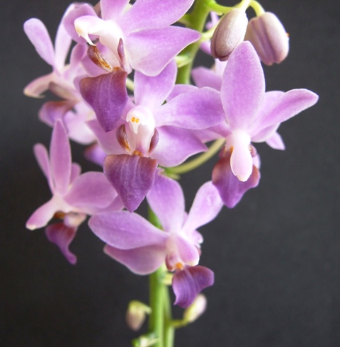 DSCF1802.jpg