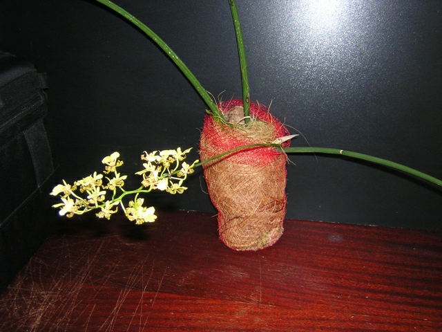 Беспроблемный с  обильным и длительным цветением