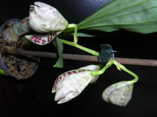 Для крохи довольно крупные цветы 7-9 см