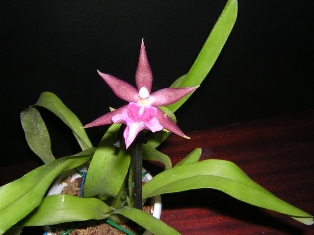 DSCN3645.jpg