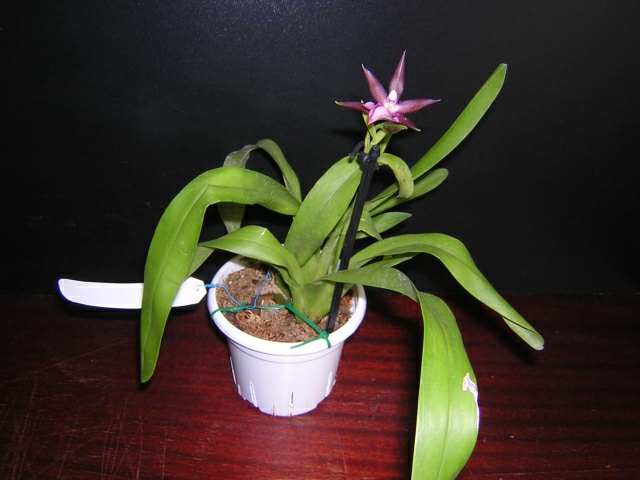 DSCN3646.jpg