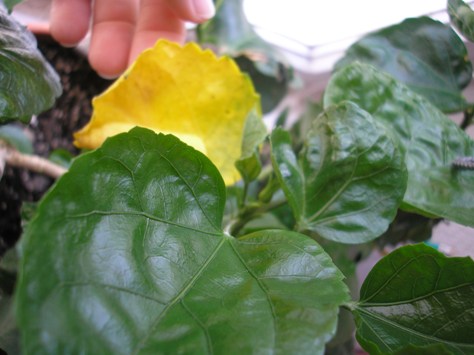 на этой растеньке листья с дырочками, как на втором фото. И появился желтенький (и уже отпал)