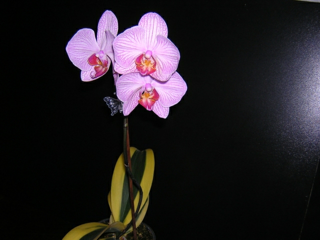 Плохо поливала и он выдал всего 3 цветка