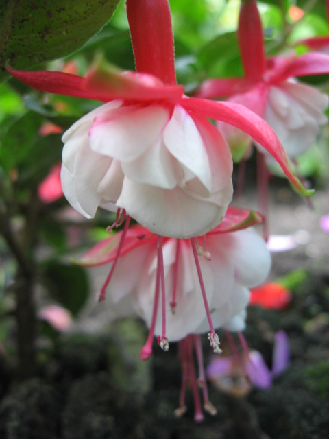 IMG_2293.JPG