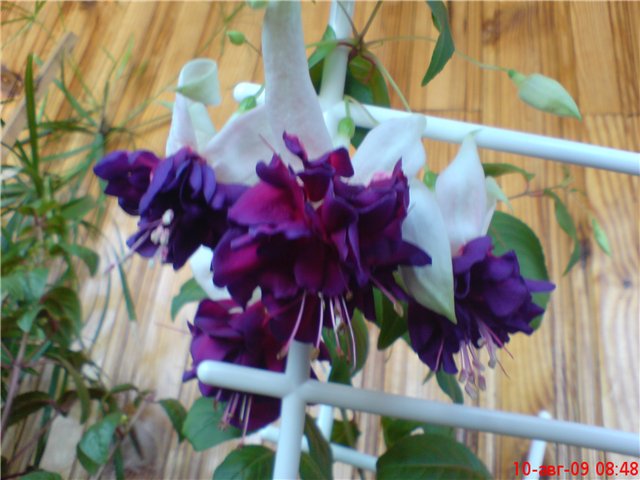 Deep Purple
