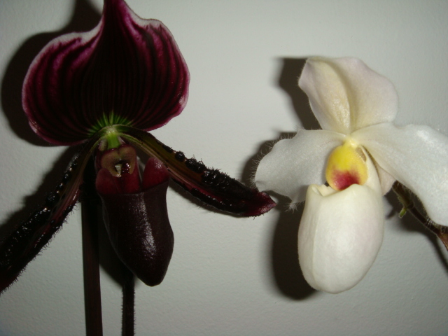 и черное1DSC03607.JPG