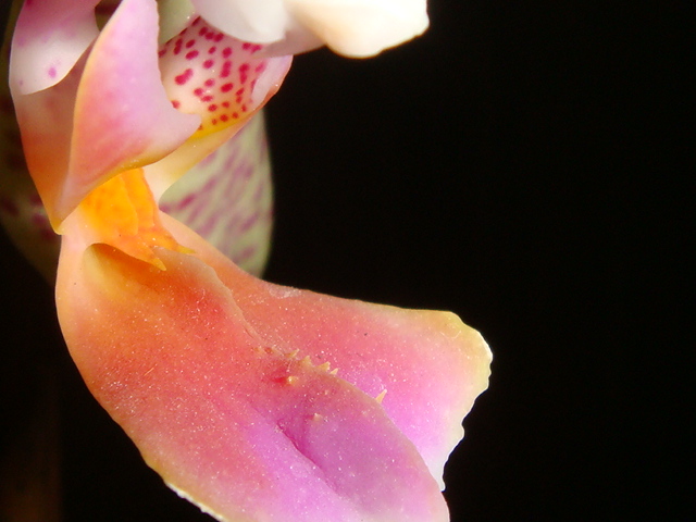 DSC03536.JPG