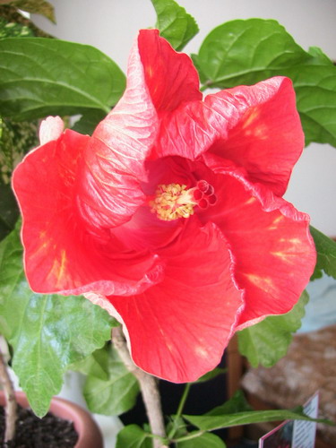 Big Tango_1 018.jpg