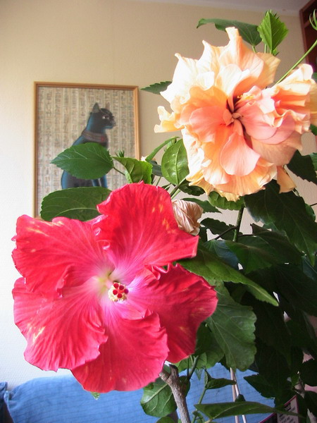 Big Tango_1 030.jpg