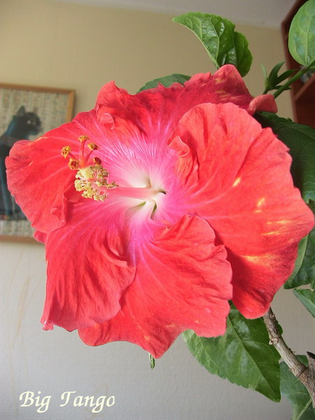 Big Tango_1_3.jpg