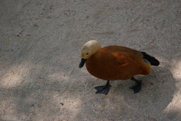 IMGP0053.JPG