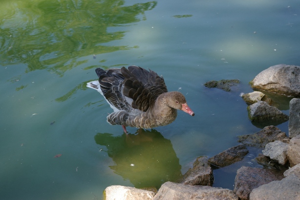 IMGP0071.JPG