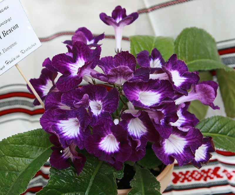 Vis0809010.jpg