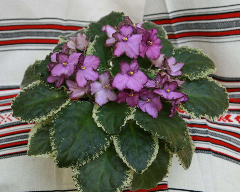 Vis0809014.jpg