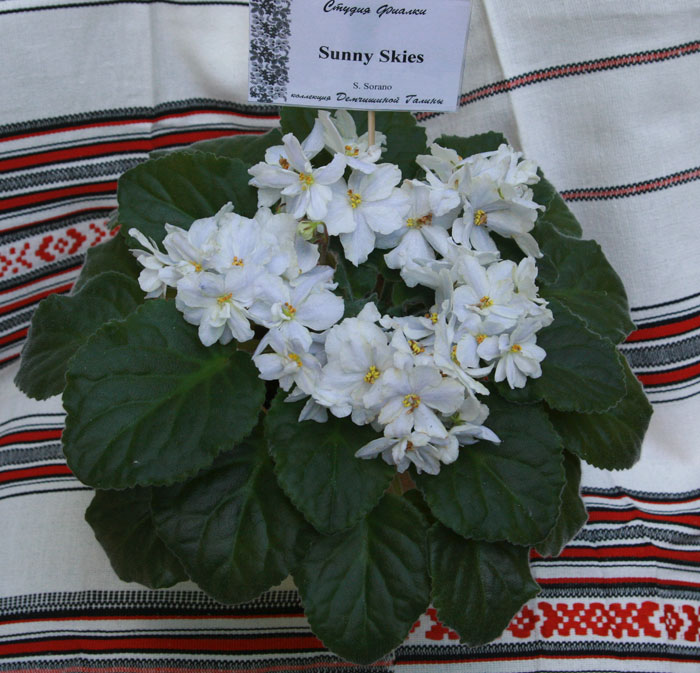 Vis0809033.jpg