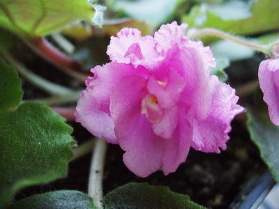 P7130001_01.jpg