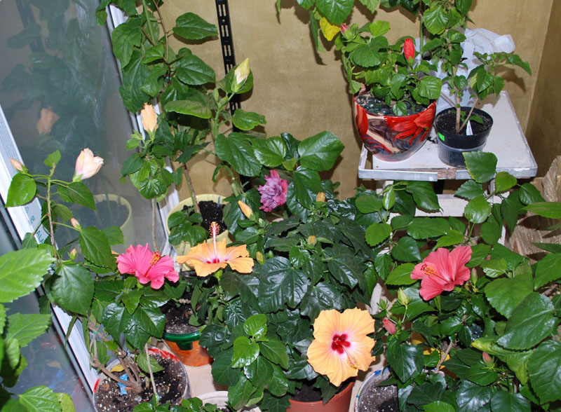DSC_0246.JPG